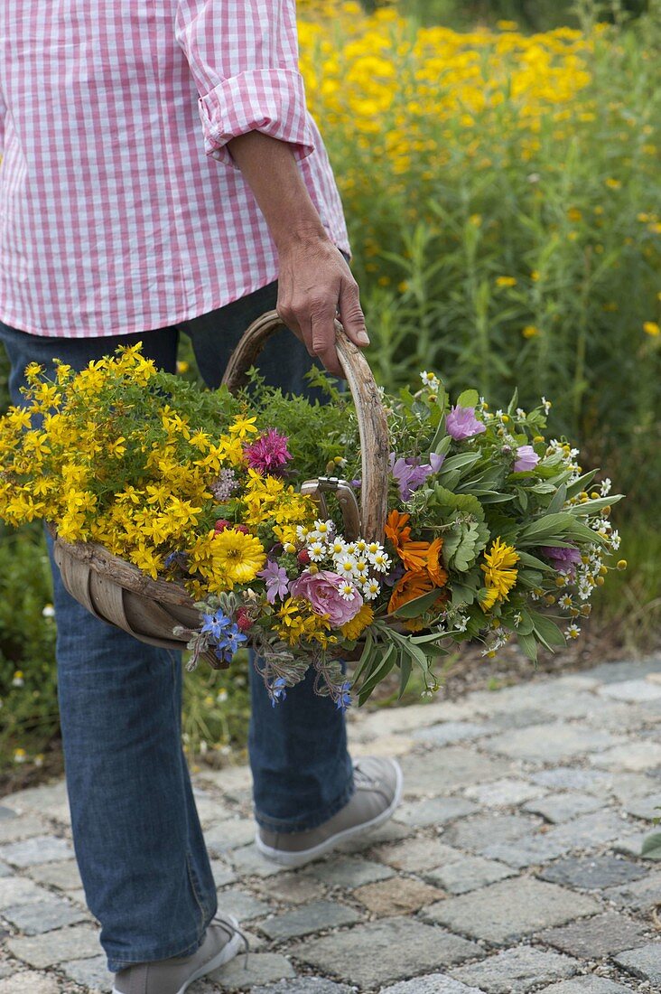 Freshly harvested medicinal herbs for tea