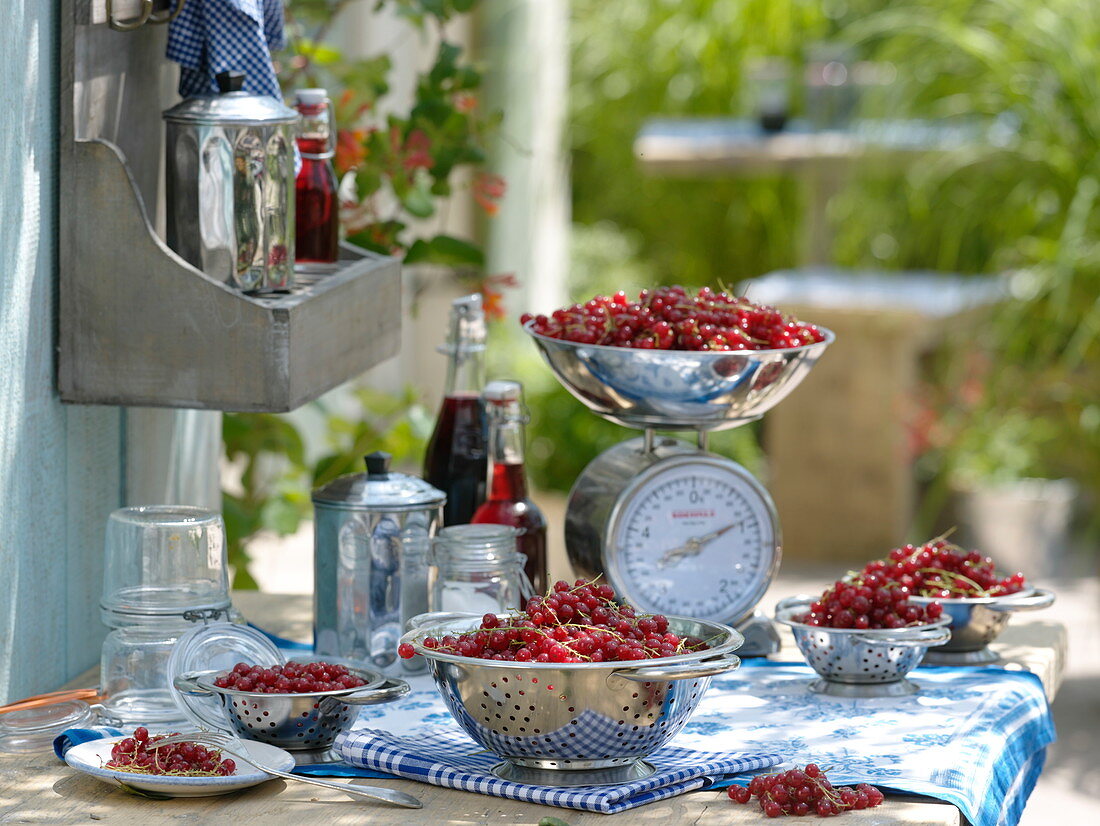 Prepare currants (Ribes rubrum) for canning