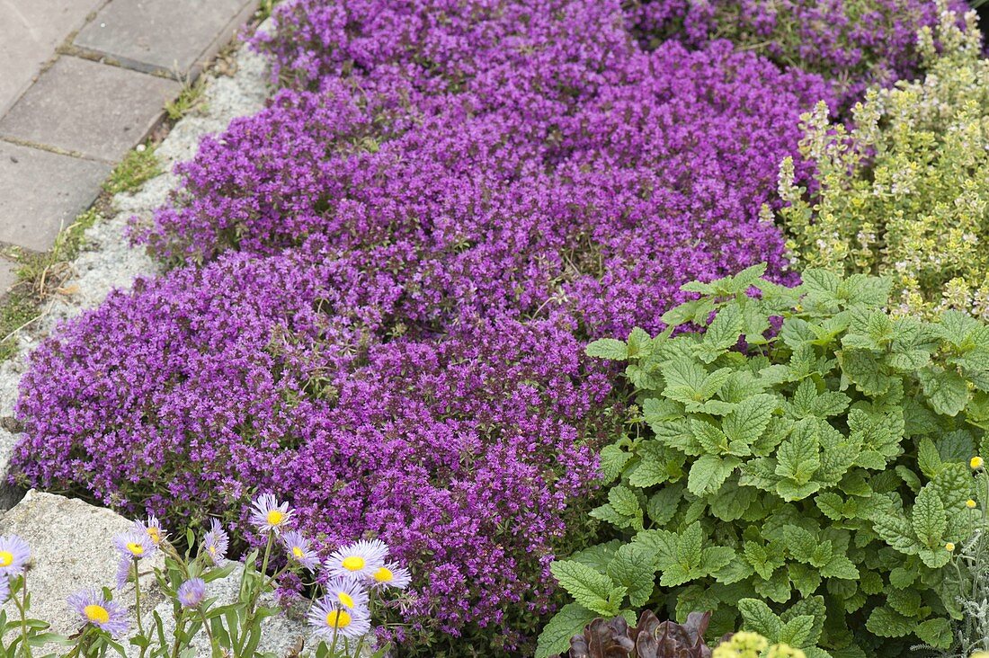 Thymus serpyllum 'Coccineus' (field thyme), lemon balm