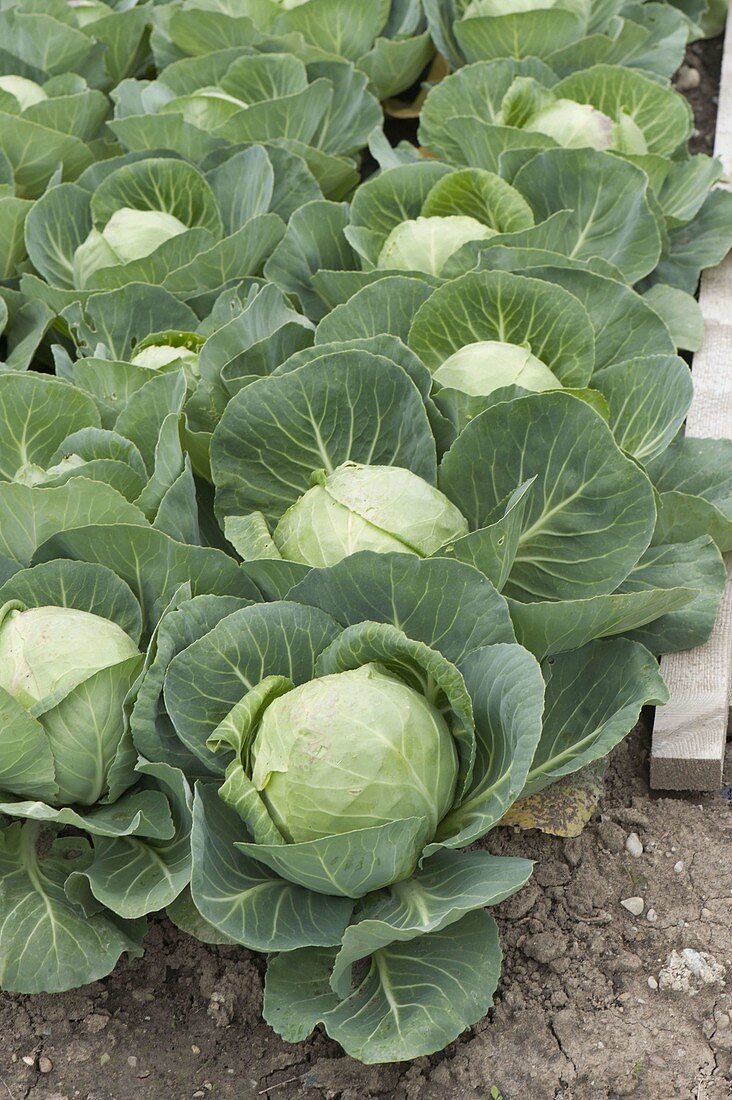 Vegetable bed with white cabbage, white cabbage (Brassica)