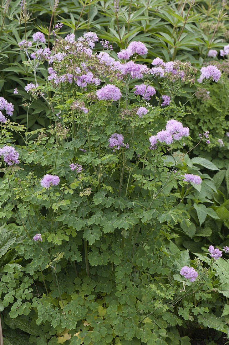 Thalictrum aquilegifolium (Meadow rue)