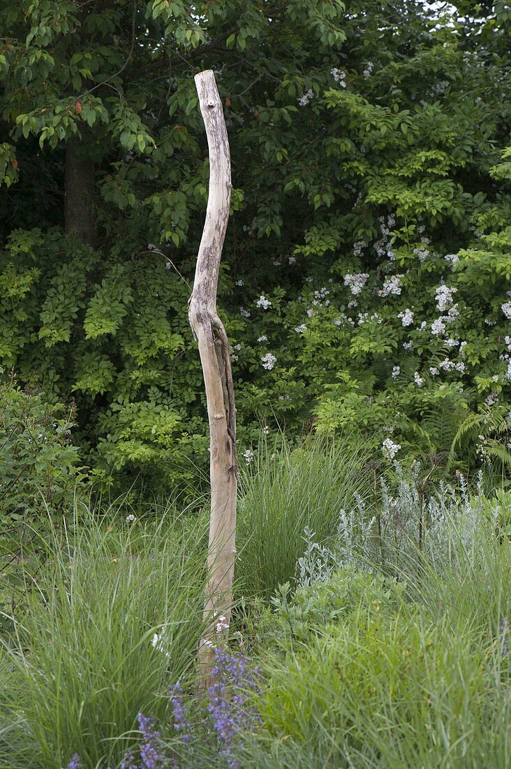 Branch of old elderberry (Sambucus nigra) as sculpture in grass bed