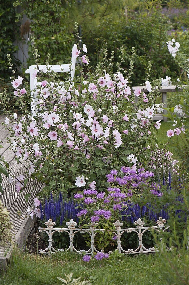 Terrace bed with Lavatera thuringiaca 'Barnsley' (shrub mallow)