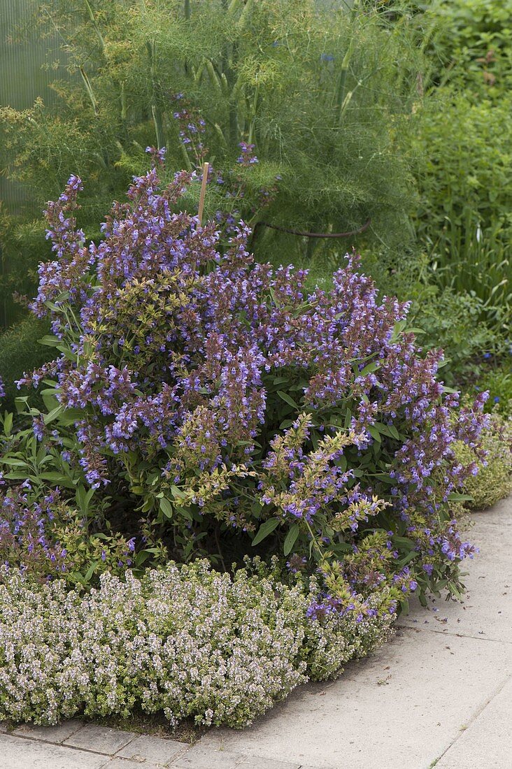 Herb bed with flowering sage (Salvia officinalis)