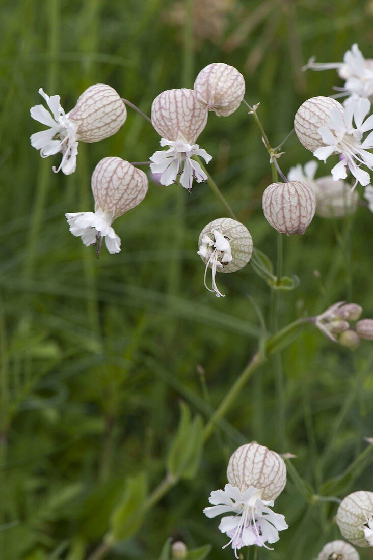 Silene vulgaris (Leimkraut, Taubenkropf)