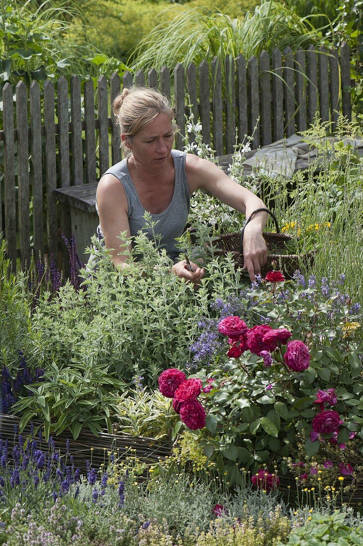 Frau mit Korb erntet Kräuter im Garten