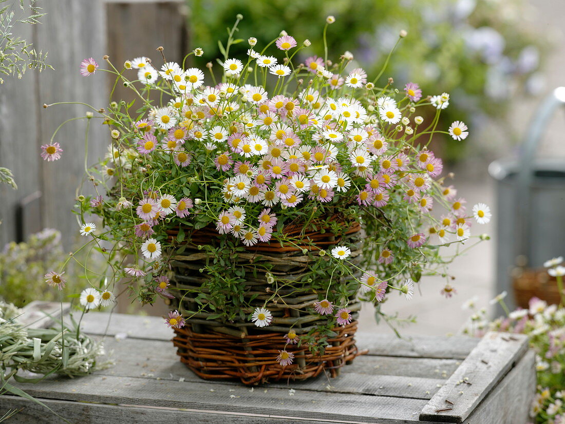 Erigeron karvinskianus 'Blütenmeer' (Spanish daisy) in a basket