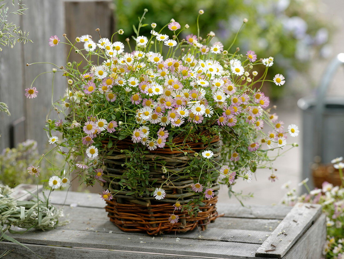 Erigeron karvinskianus 'Blütenmeer' (spanisches Gänseblümchen) im Korb