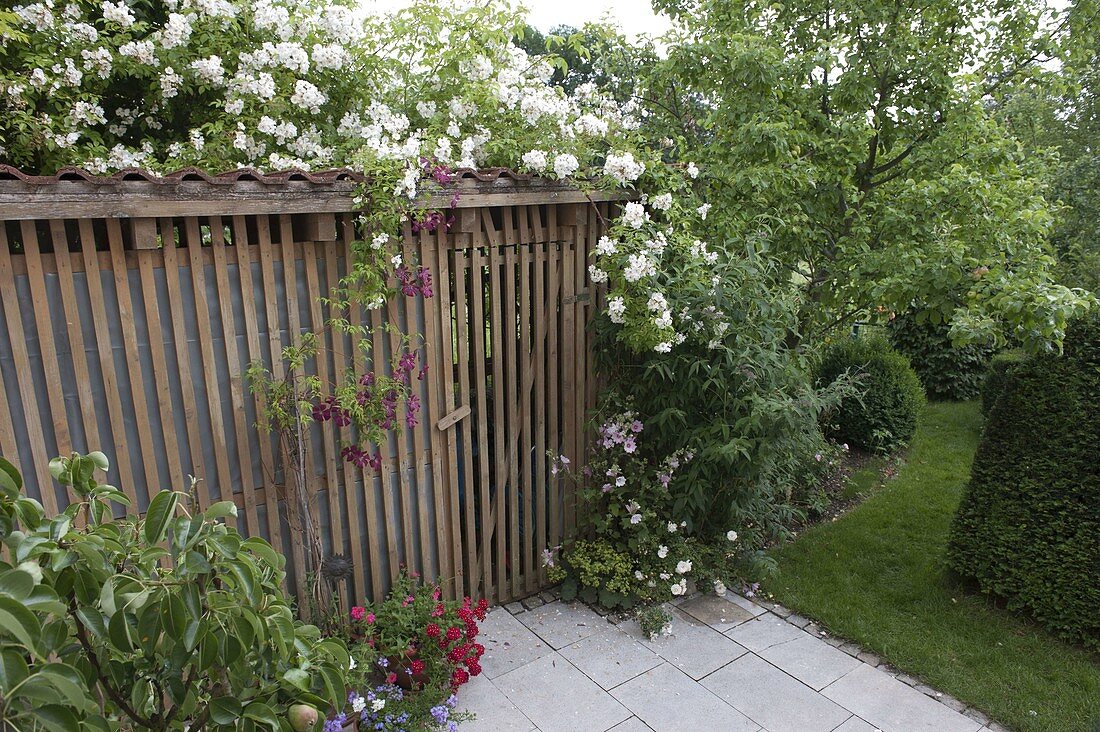 Shed overgrown with Rosa (roses) and Clematis (woodland vine), Lavatera