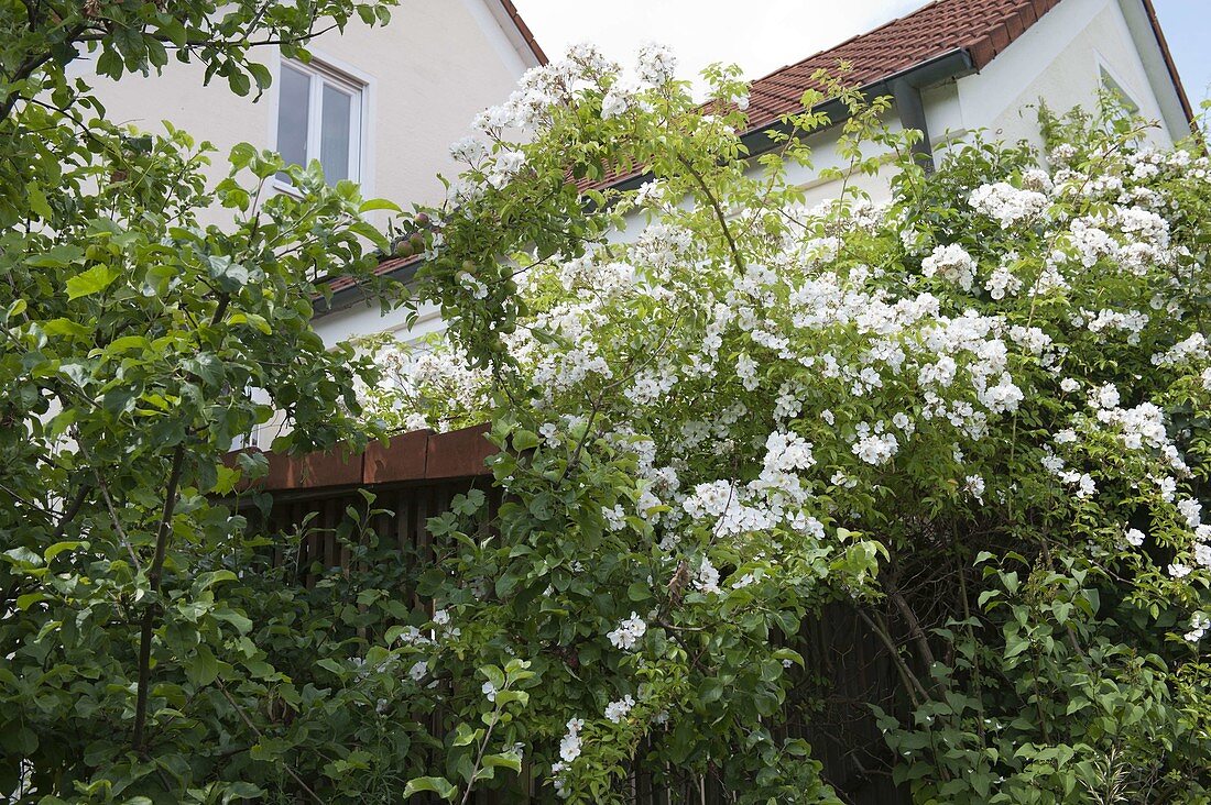 Rosa multiflora (multiflora rose)