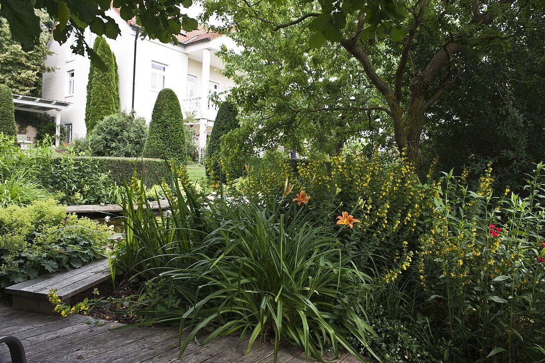 Herbaceous border with Hemerocallis (daylilies) and Lysimachia punctata