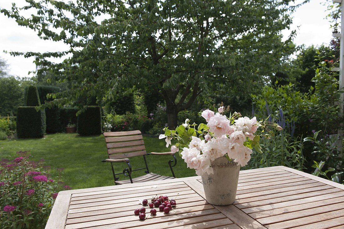 View from the seating area to a large sweet cherry tree (Prunus avium)