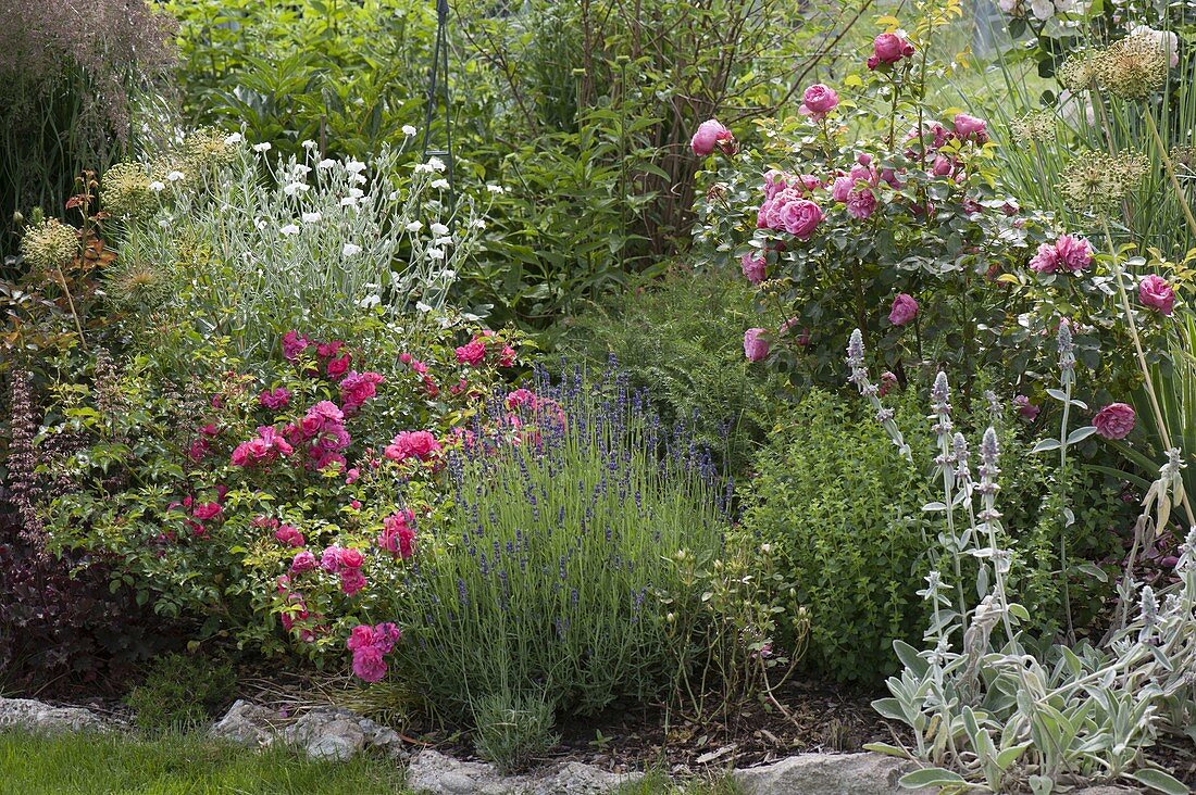 Rose 'Heidetraum', 'Leonardo da Vinci', lavender