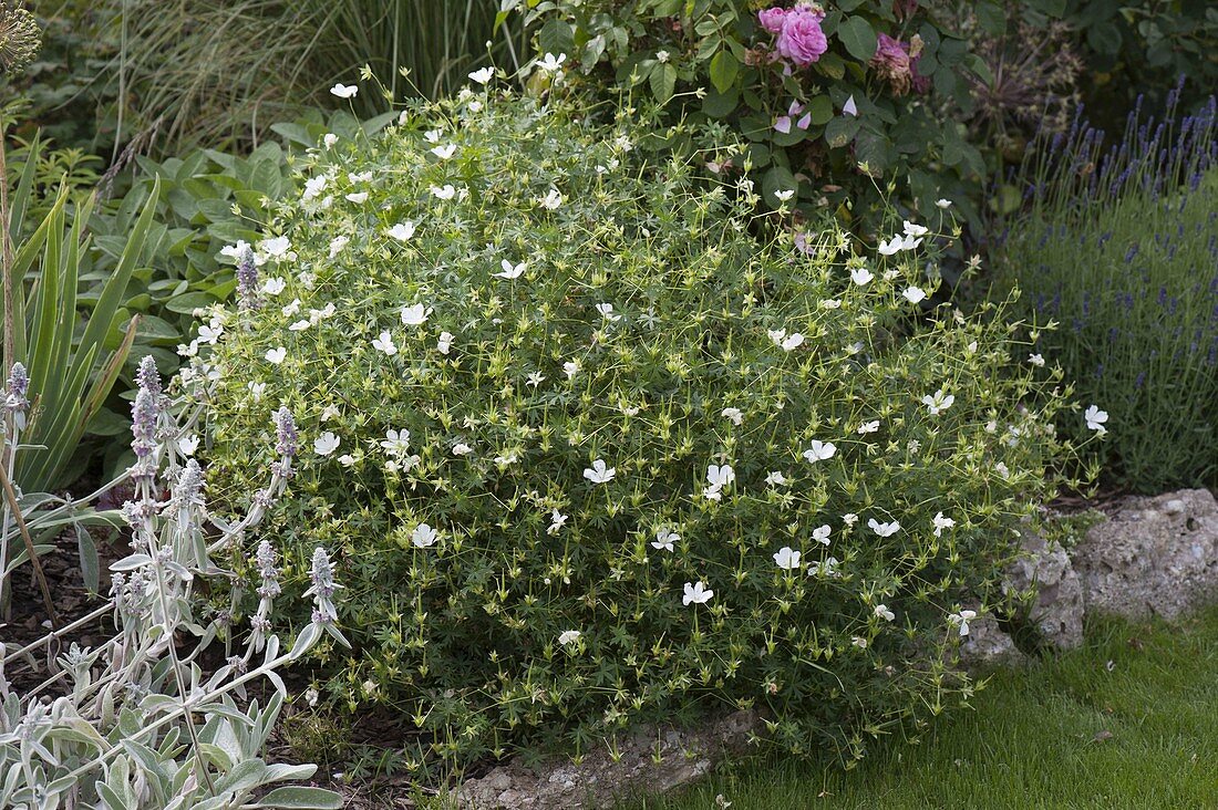 Geranium sanguineum 'Album' (white blood cranesbill)