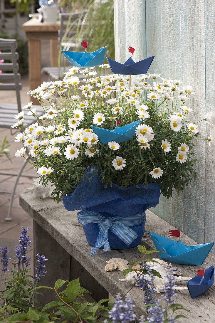 Argyranthemum 'Stella 2000' (daisy) decorated with folded shuttles