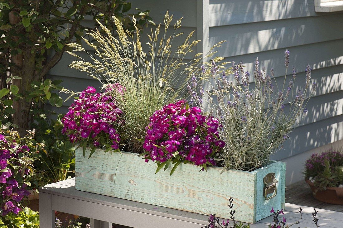 Dianthus chinensis Ideal Select 'Violet' (Chinese carnations), lavender