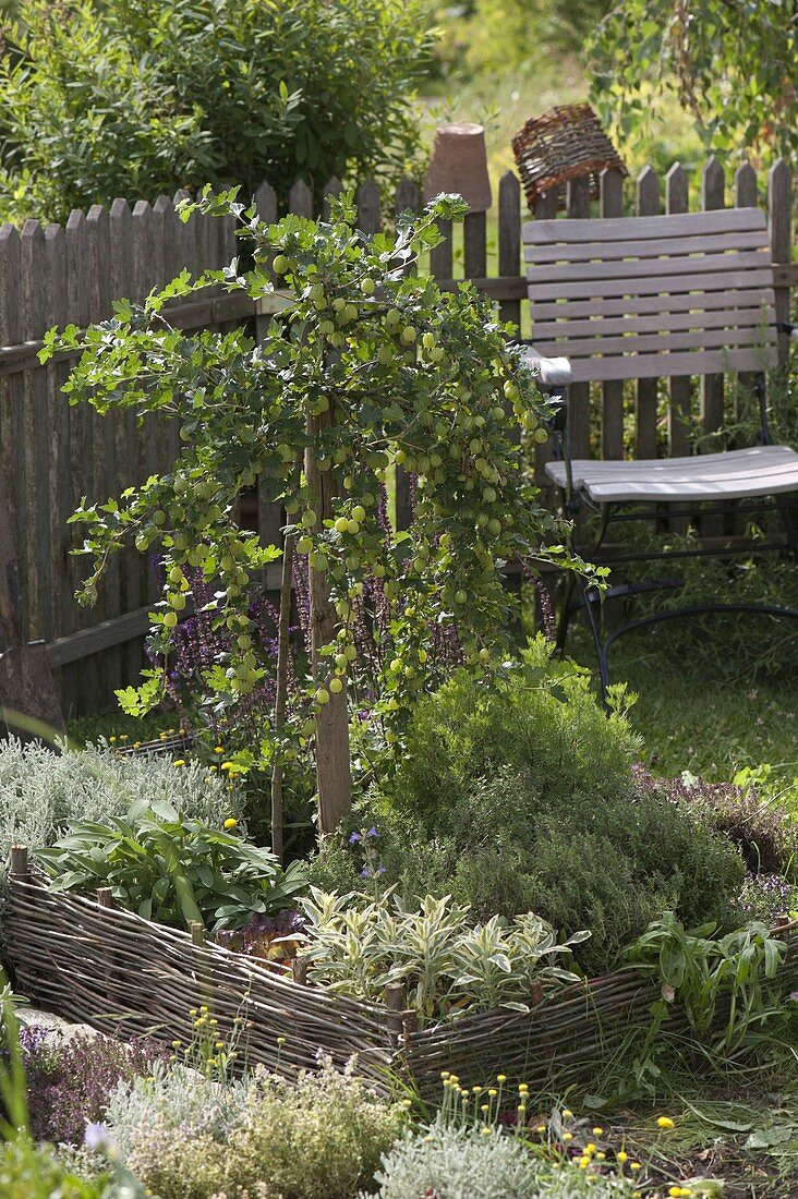 Stachelbeere 'Hinnonmäki' (Ribes uva-crispa) in Kräuterbeet