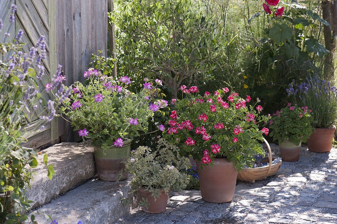 Pelargonium 'Pink Capitatum' links, 'Atomic Snowflake' vorne, 'Patos Unique'