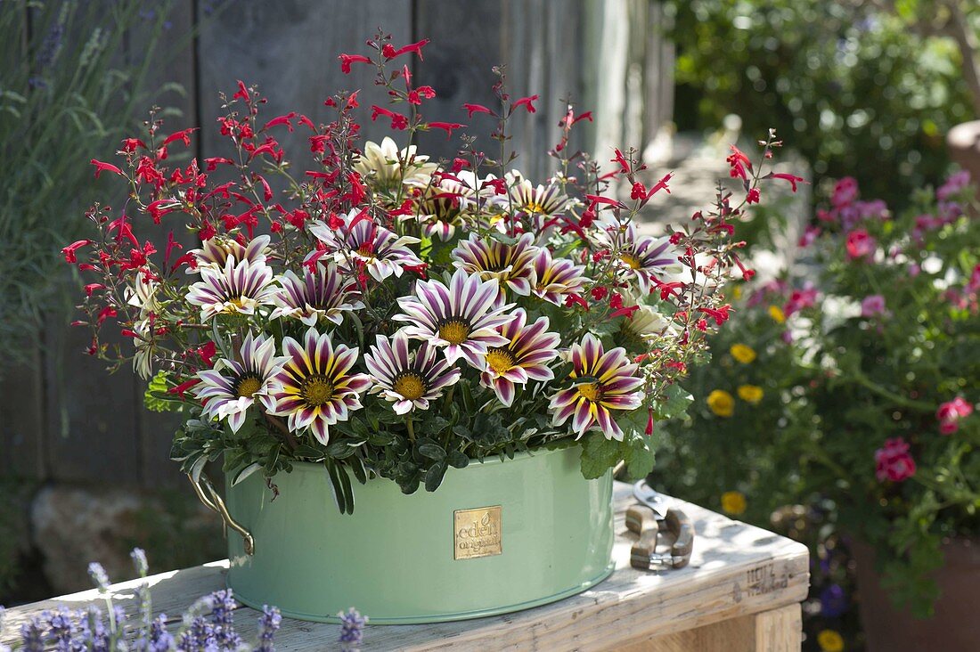 Gazania (midday gold) and Salvia (sage) in metal bowl