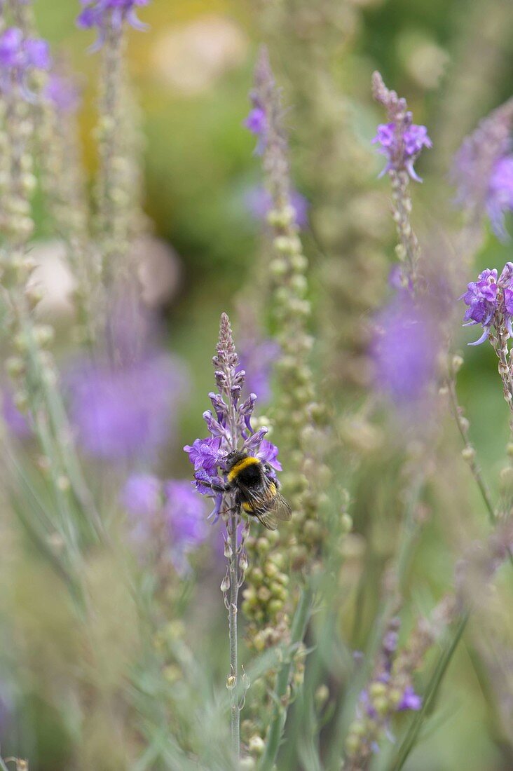 Linaria purpurea (Purple flax) with bumblebee (Bombus)