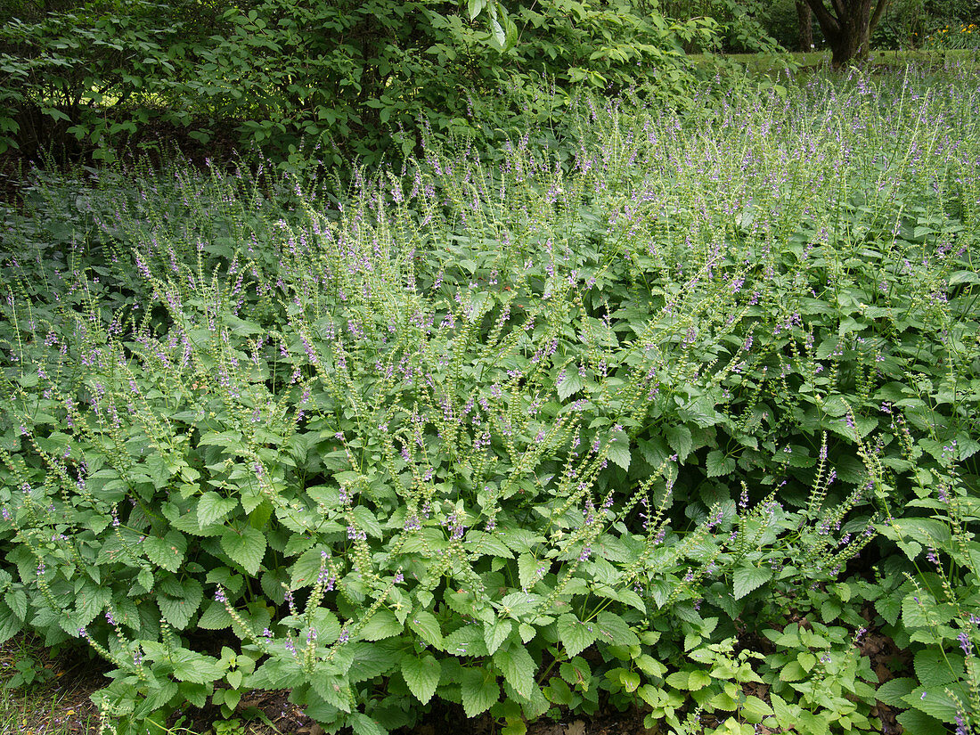 Stachys sylvatica (Wood-pear)