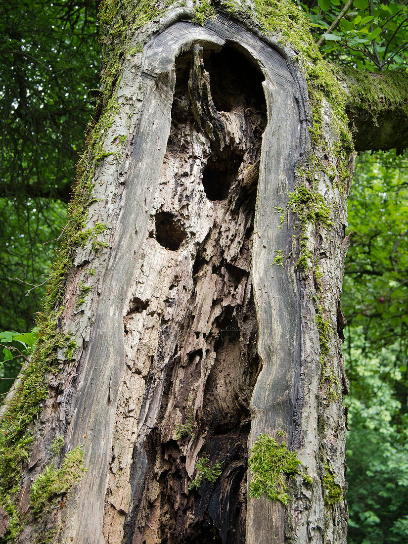 Old trees should be left standing for cavity nesting birds
