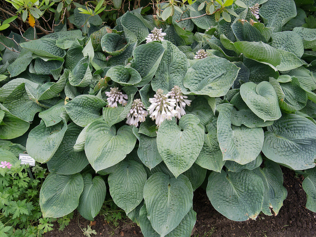 Hosta sieboldiana 'Elegans' (Large blue-leaved funkie)