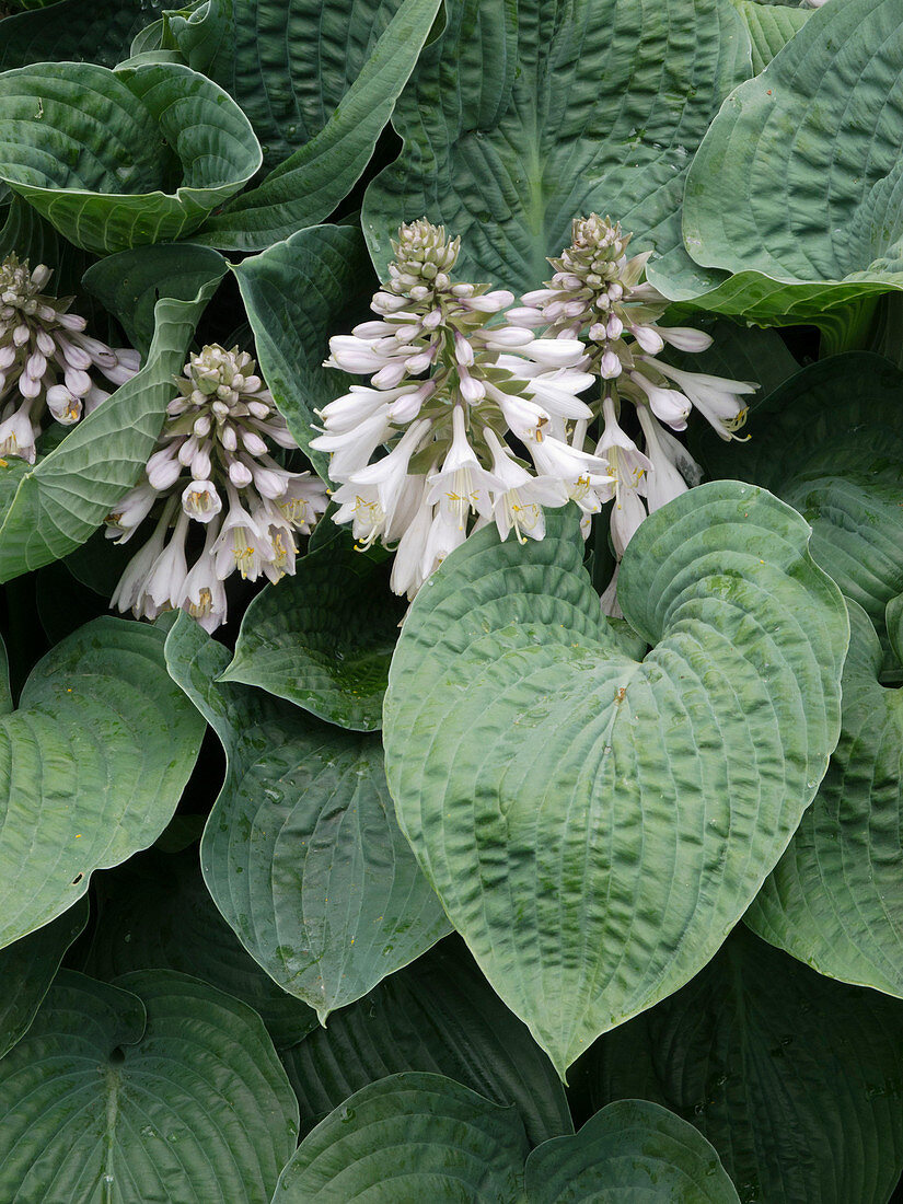 Hosta sieboldiana 'Elegans' (Große Blaublattfunkie)