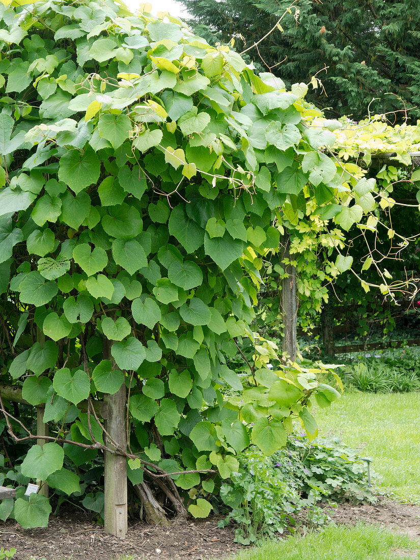 Vitis coignetiae (scarlet vine)