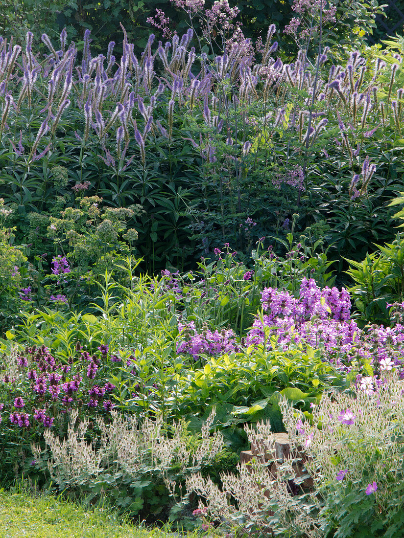 Blue-violet perennial bed: Veronicastrum virginicum syn. Veronica virginica