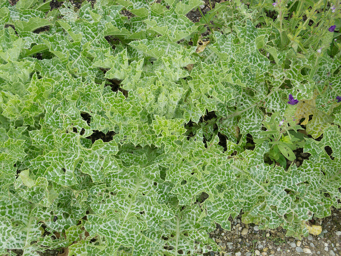 Silybum marianum (Milk thistle)