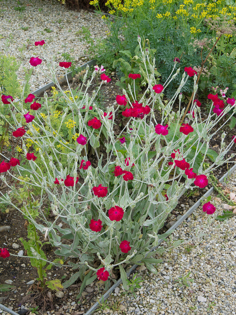 Lychnis coronaria (Conundrum)