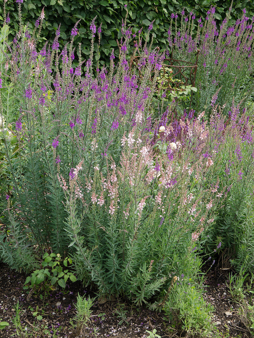 Linaria purpurea (Purple flaxweed)