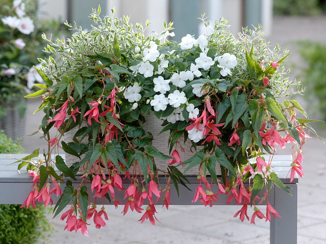 Shadow box with Begonia Summerwing's 'Rose', Abelia