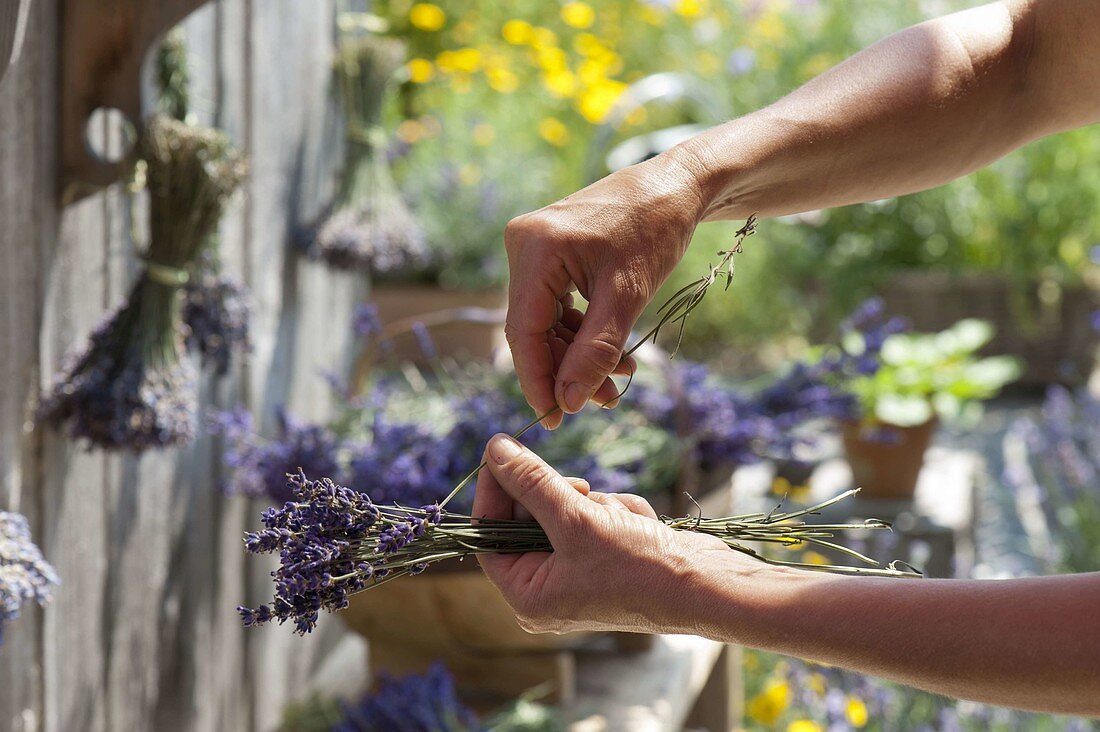 Bundling freshly harvested lavender to dry (2/4)