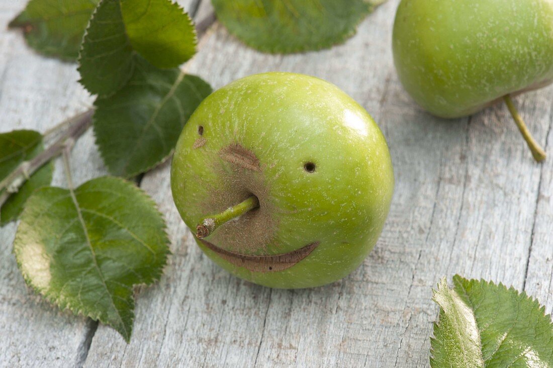 Green apple (Malus) with face