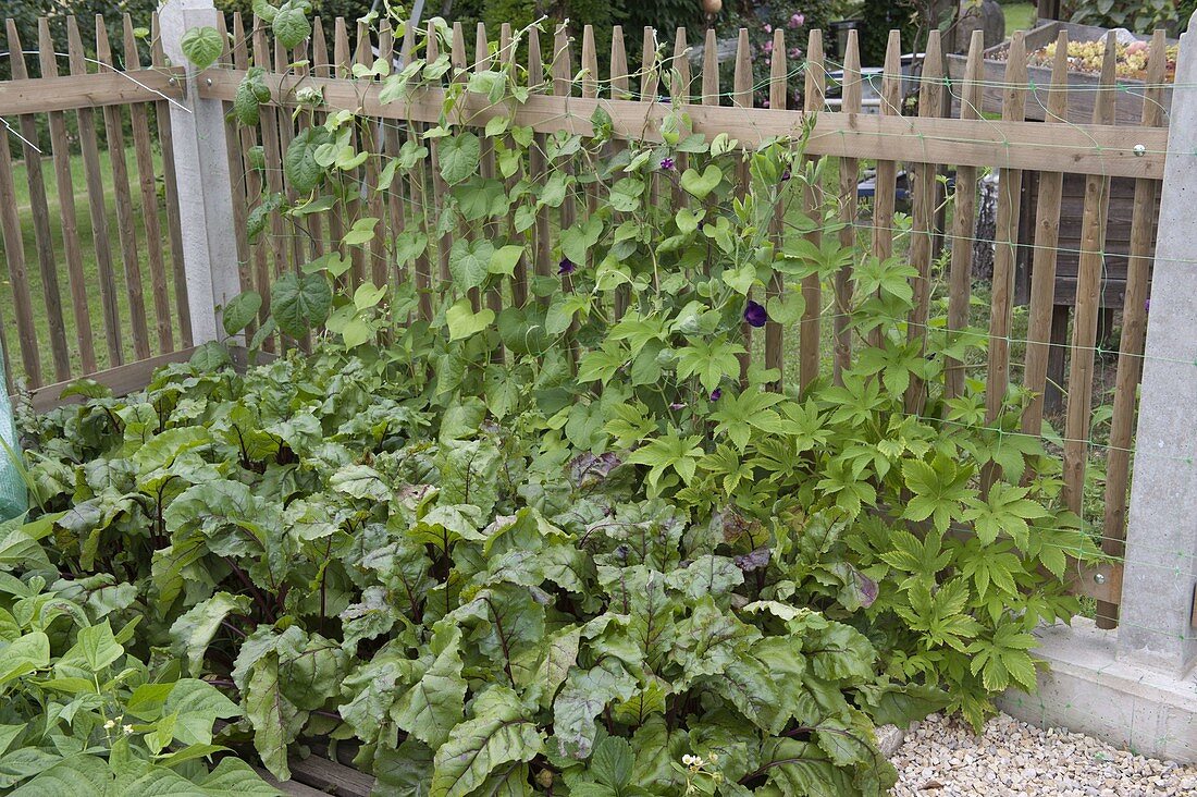 Farm garden with Hanichel fence