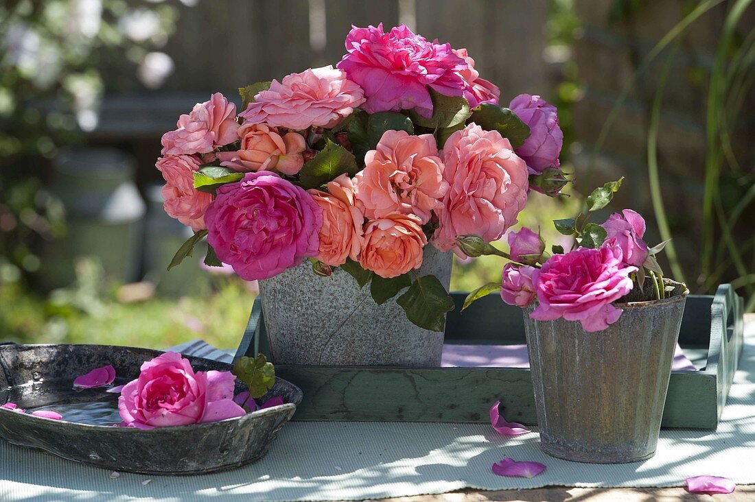 Verschiedene Rosa (Duft-Rosen) in Metalltöpfen