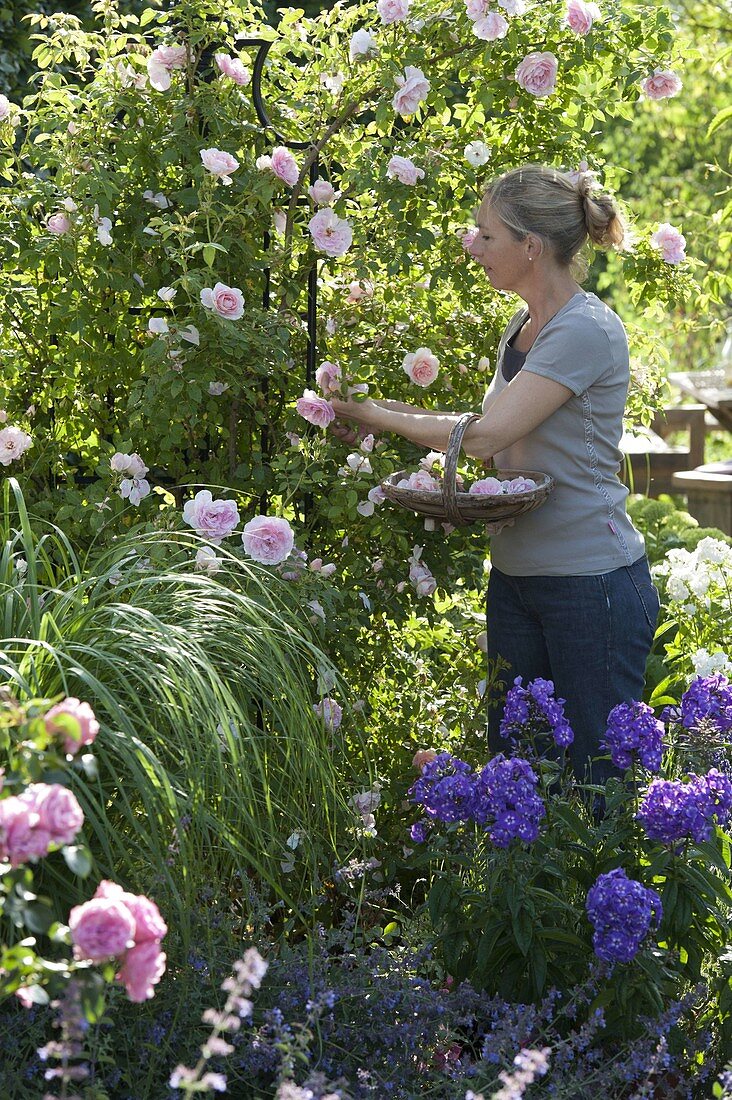 Frau schneidet Blüten von Rosa 'Kir Royal' (Kletterrose)