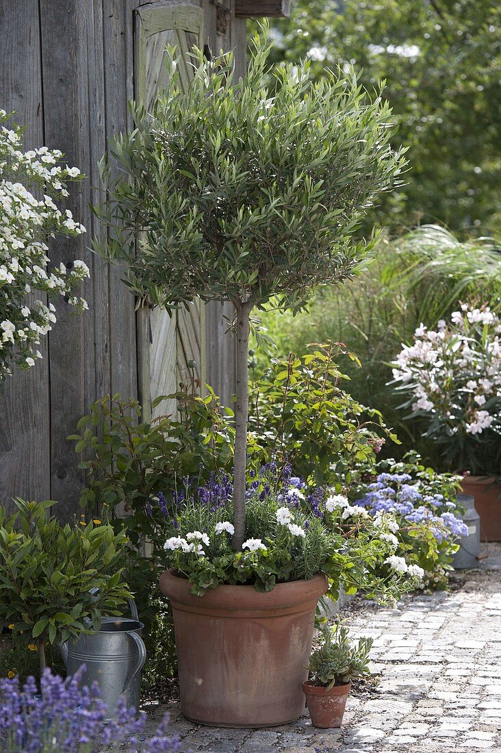 Olive tree cut into shape (1/3)