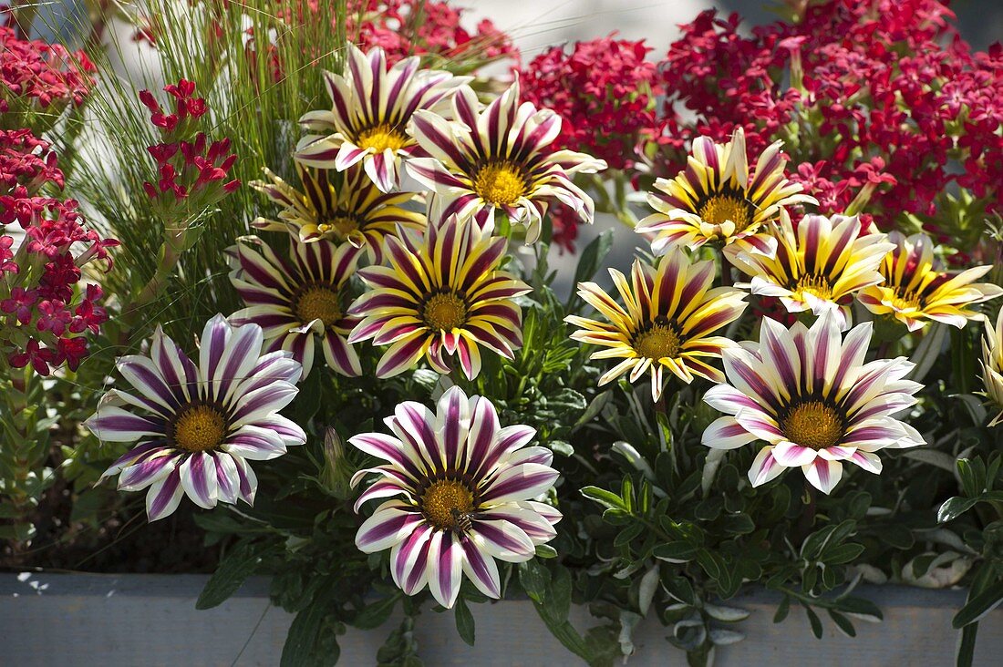 Box with gazania (midday gold), Crassula coccinea