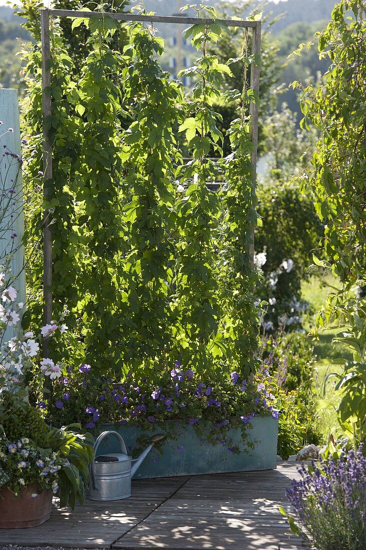 Hops as privacy screen in tin box with climbing aid