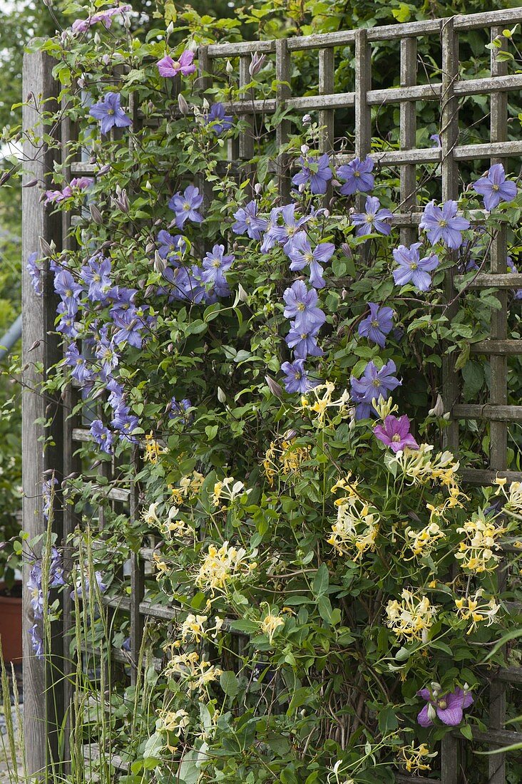 Clematis (Waldreben) und Lonicera caprifolium (Geißblatt)