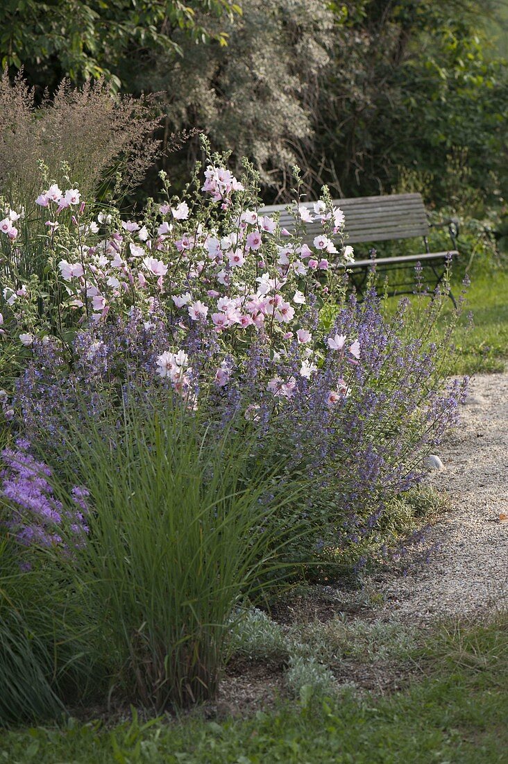 Gravel bed with Lavatera thuringiaca 'Barnsley' (bush mallow), Nepeta