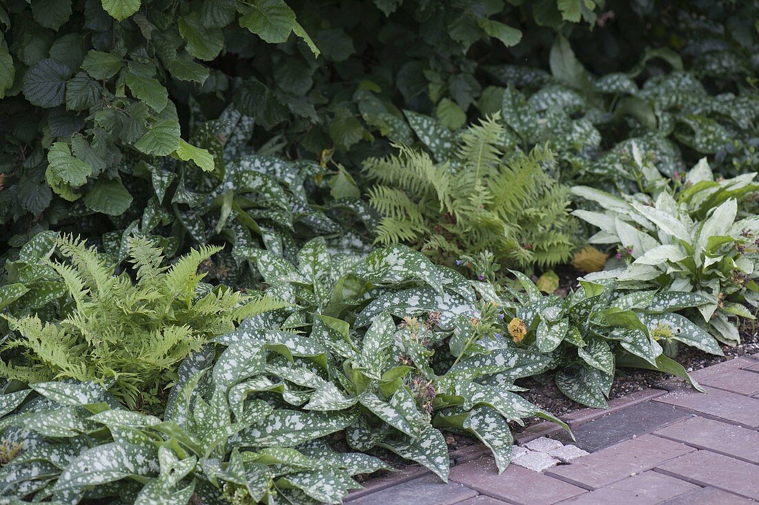 Schattenbeet mit Pulmonaria (Lungenkraut) und Farnen