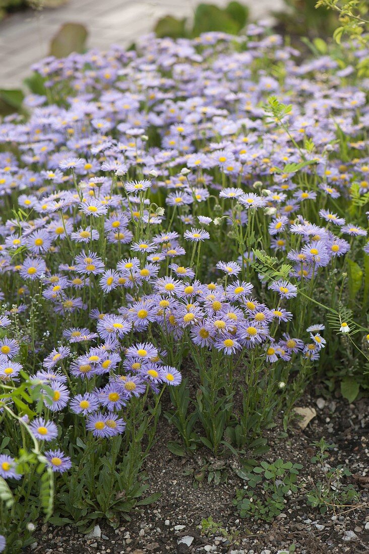 Erigeron 'Prosperity' (Fine ray aster)