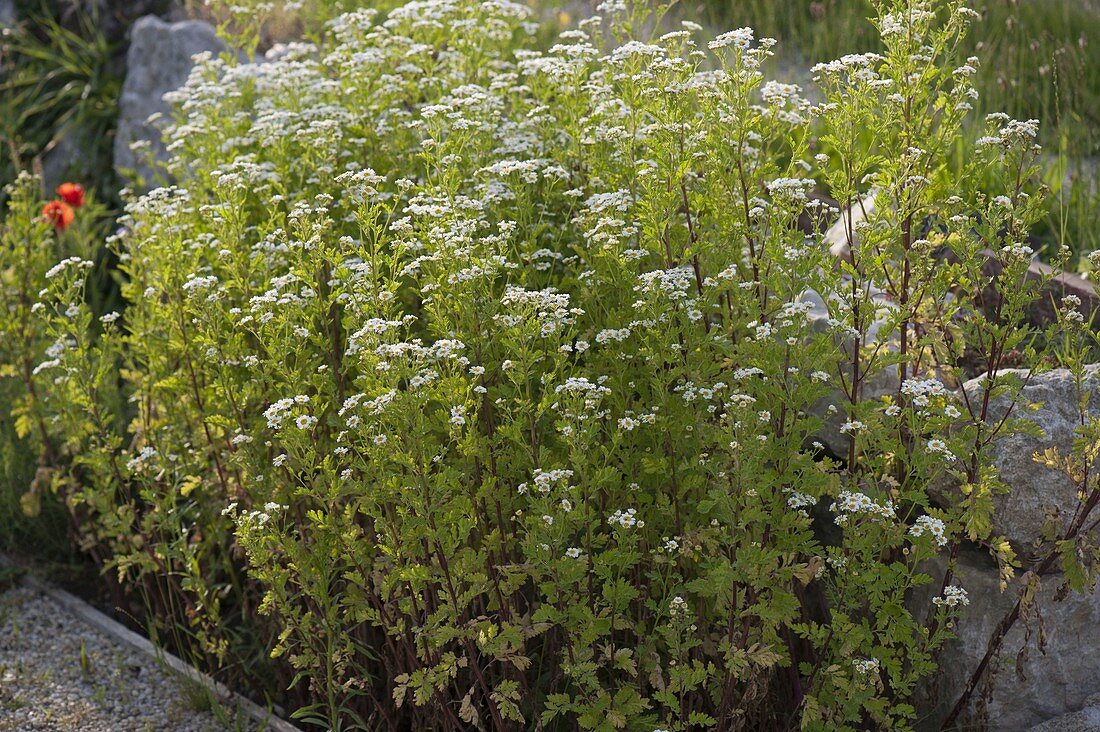 Tanacetum parthenium (motherwort)