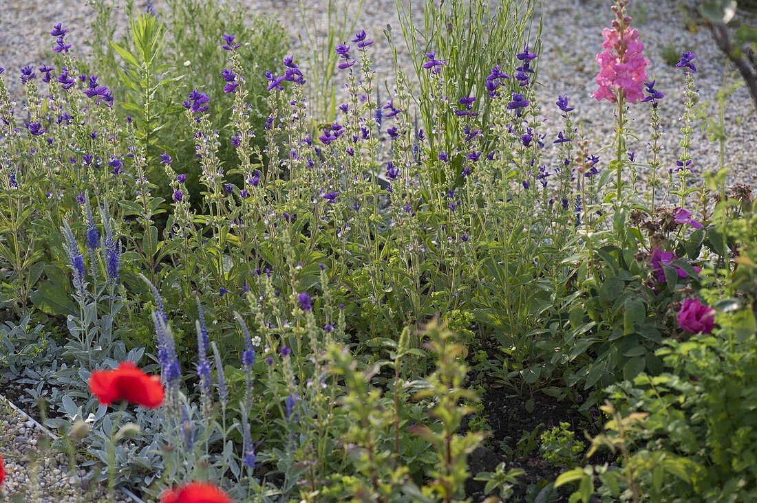 Bed with Salvia Horminum (Crested Sage), Veronica Incana 'Silver Carpet'.