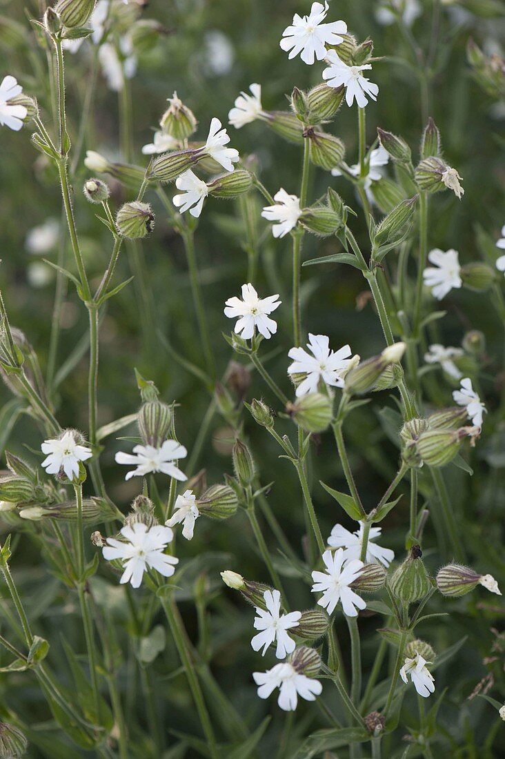 Silene vulgaris (Leimkraut, Taubenkropf)