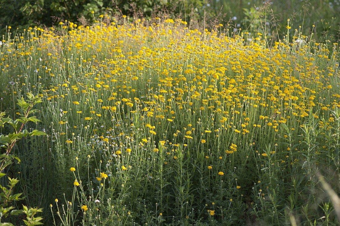 Anthemis tinctoria (Camomile)